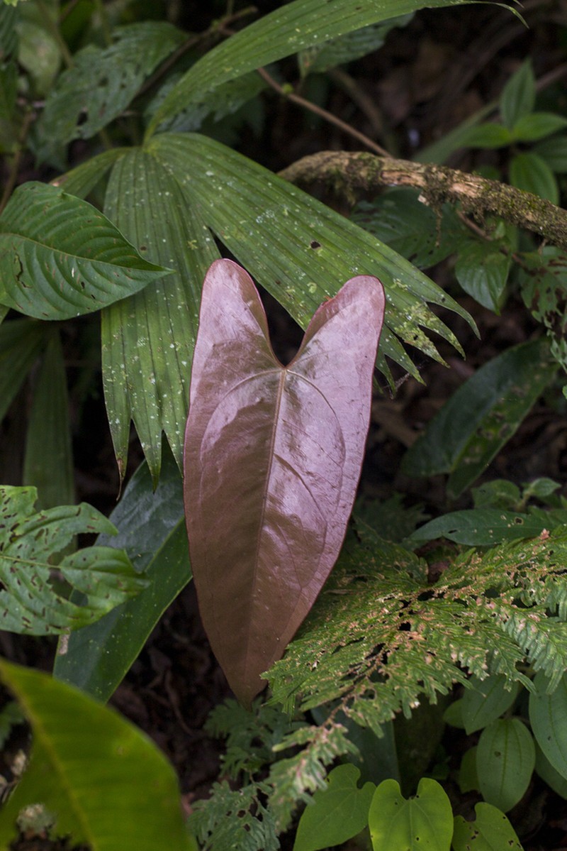 Anthurium ochranthum photo 4