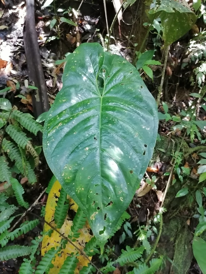 Anthurium ochranthum photo 5