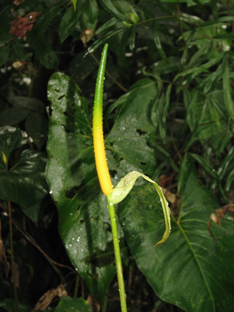 Anthurium ochranthum photo 6