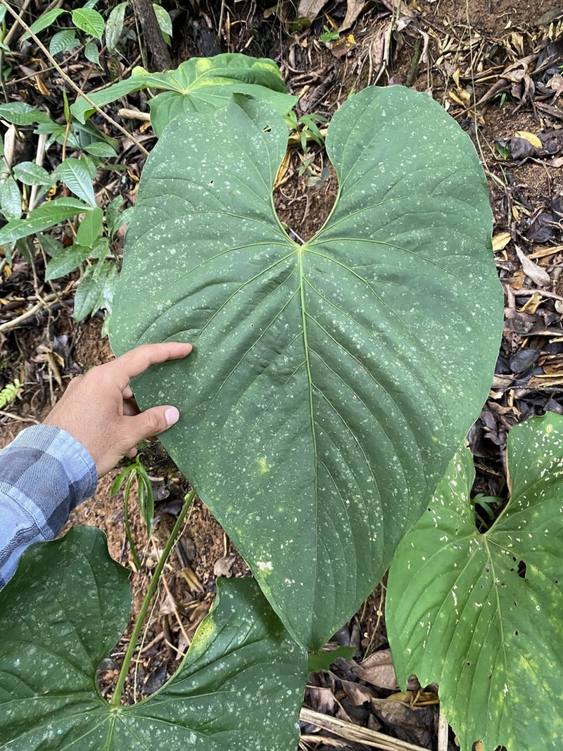 Anthurium ochranthum photo 7