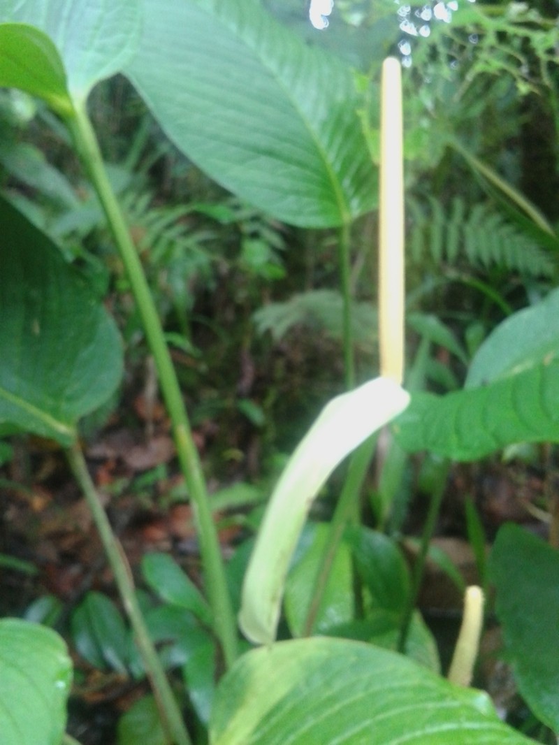Anthurium ochreatum