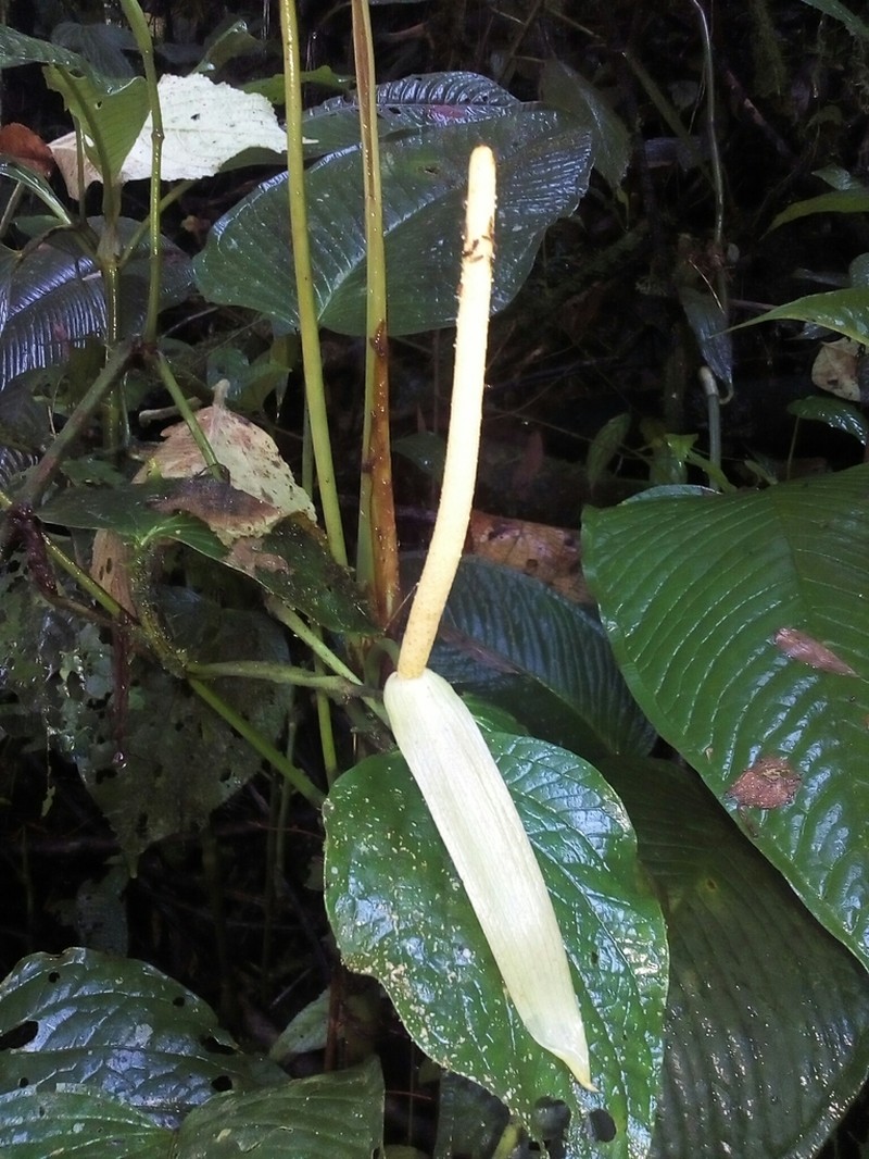 Anthurium ochreatum photo 2