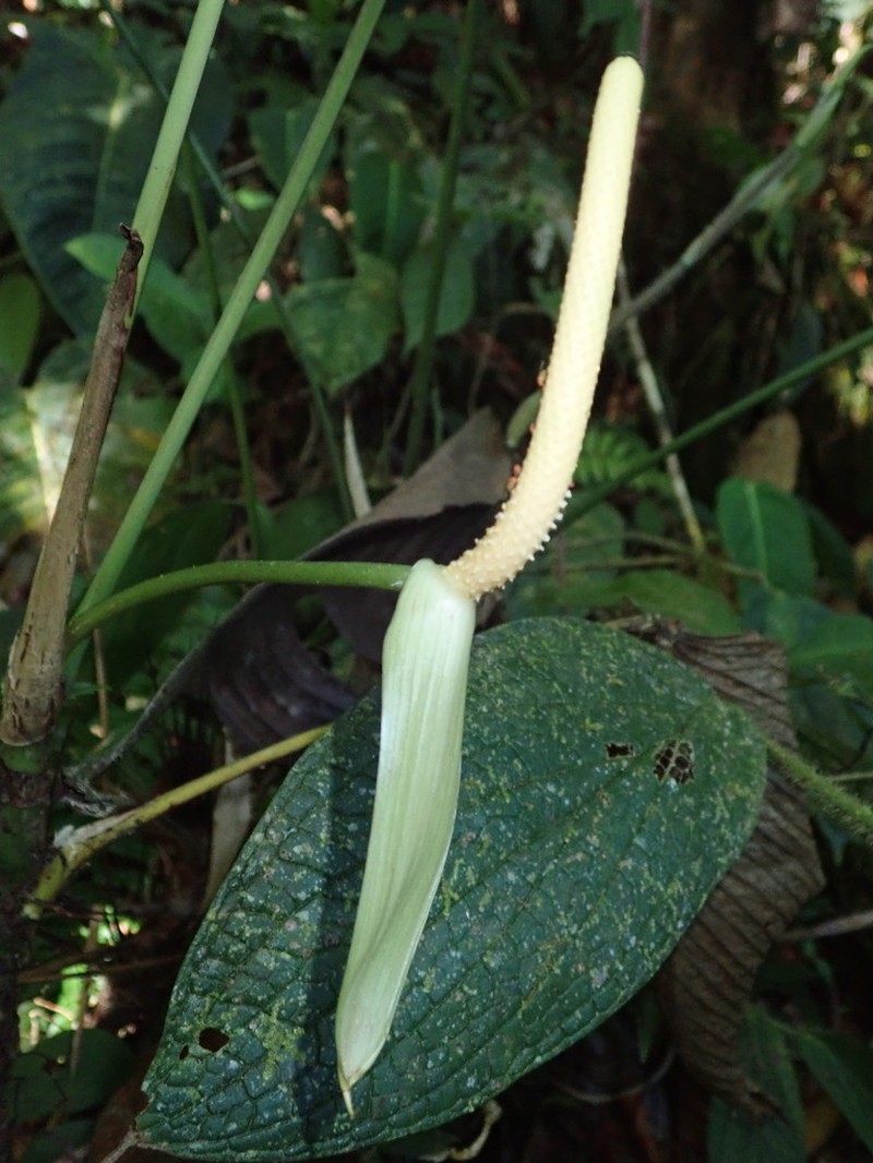 Anthurium ochreatum photo 3