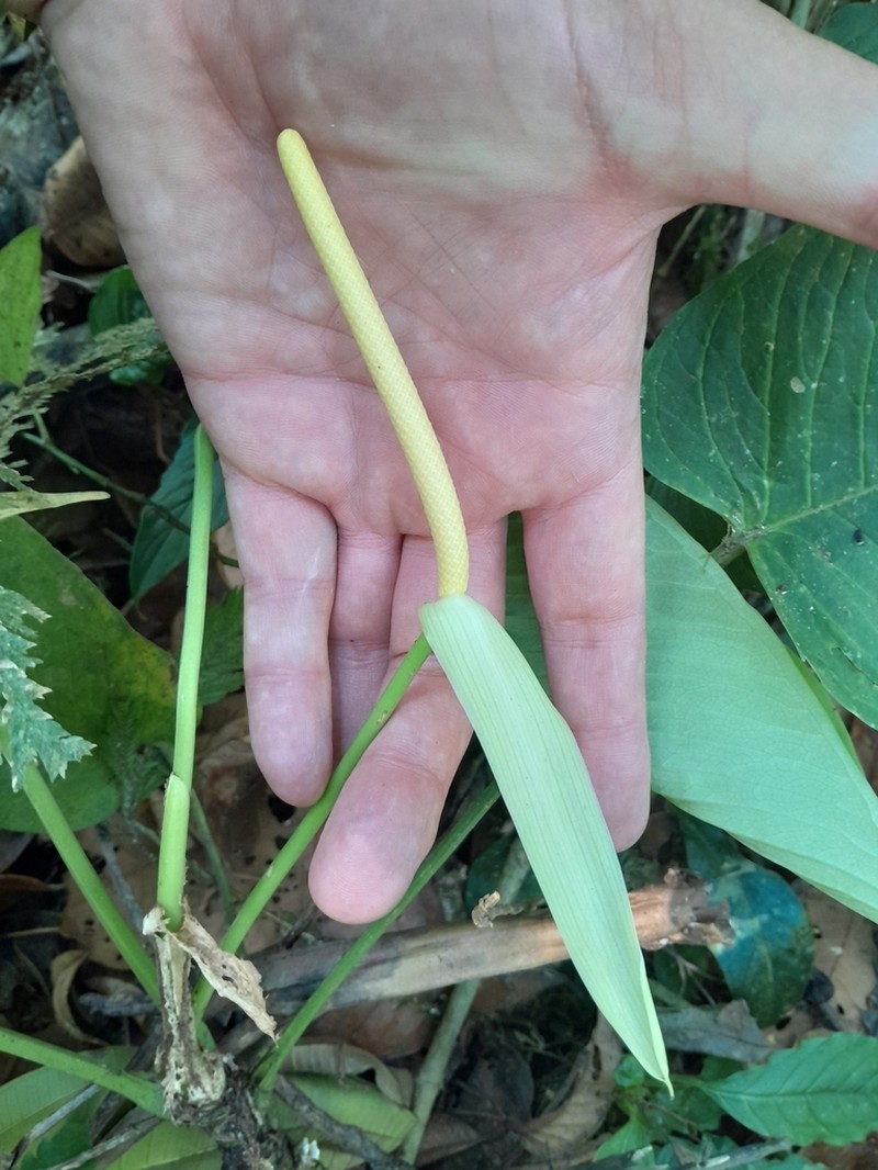 Anthurium ochreatum photo 4