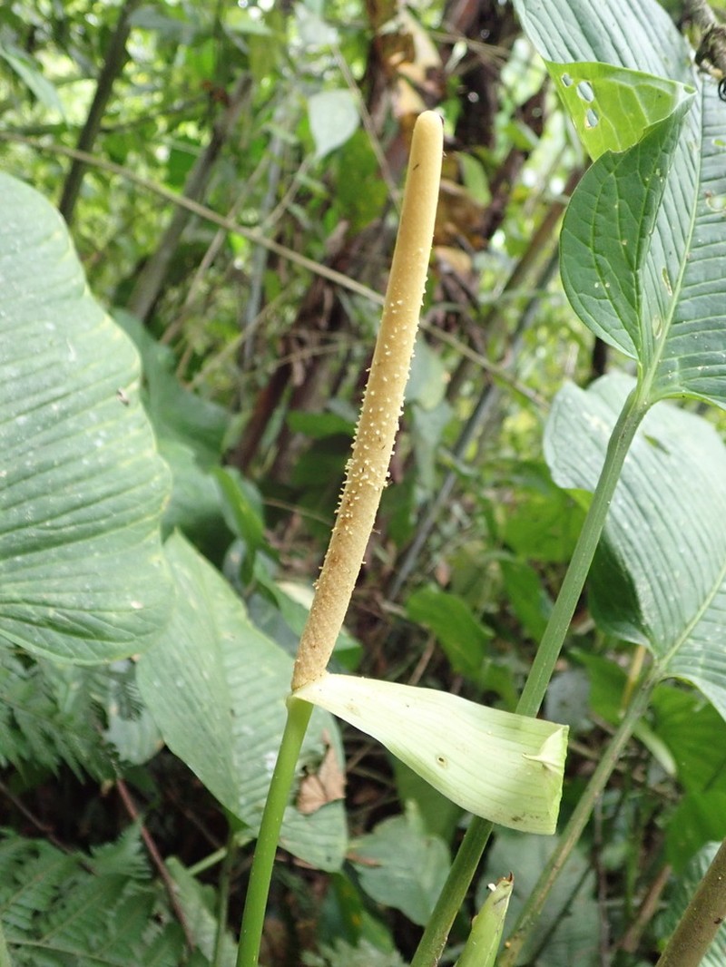 Anthurium ochreatum photo 5