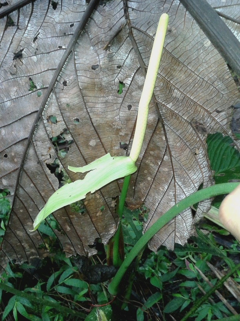 Anthurium ochreatum photo 6