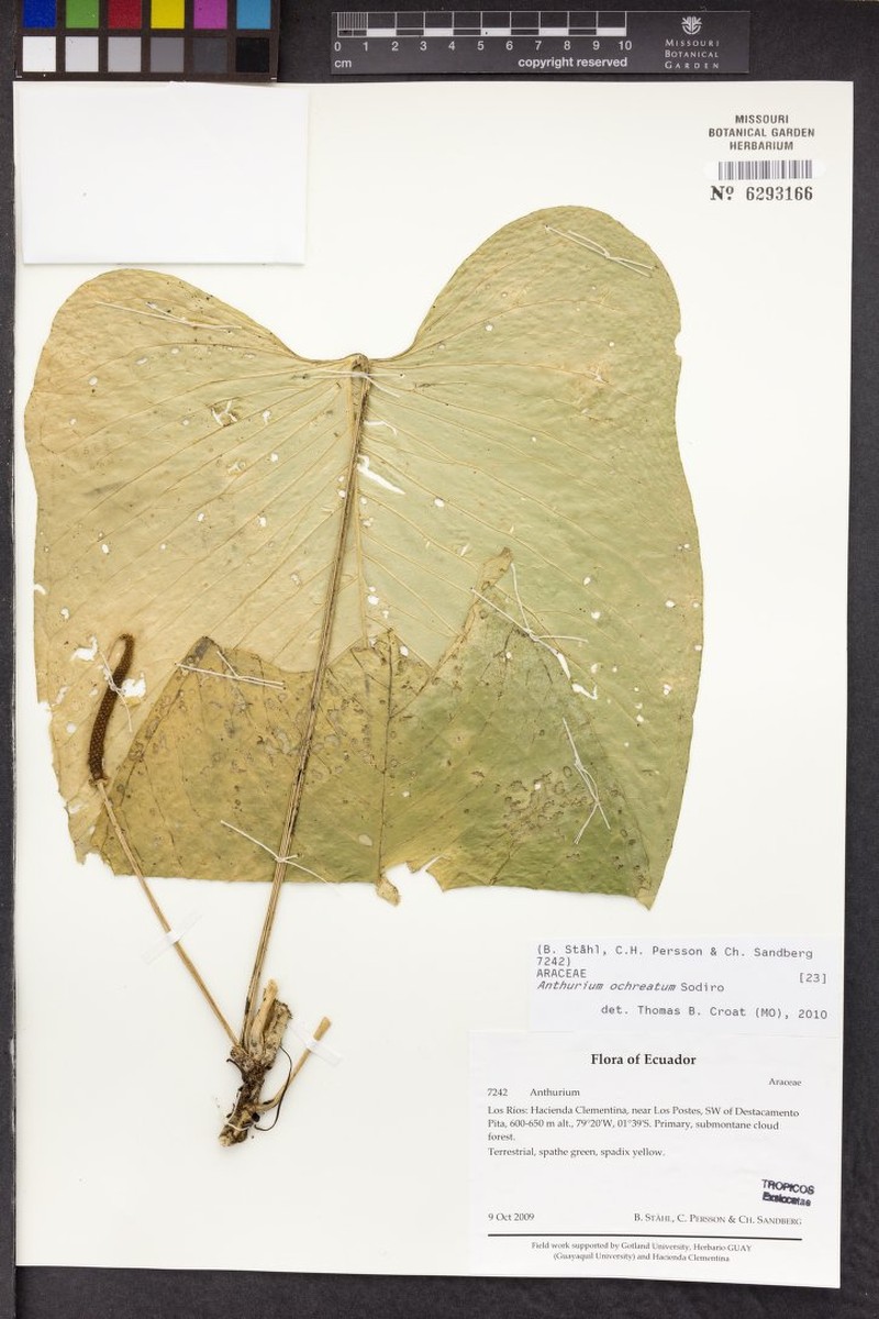 Anthurium ochreatum photo 7