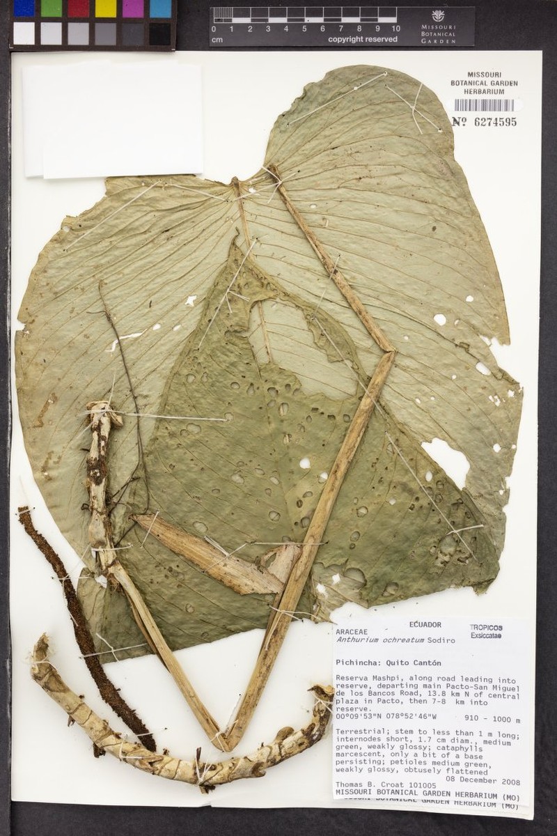 Anthurium ochreatum photo 8