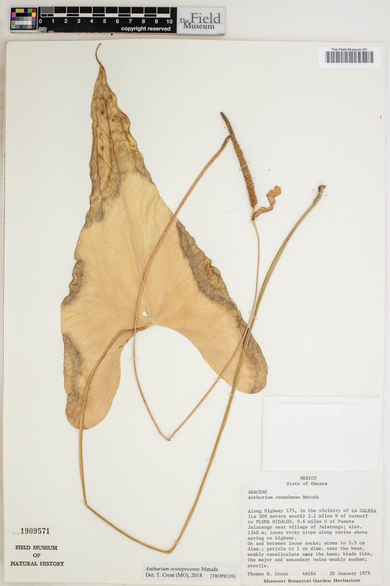 Anthurium ocotepecense photo 5