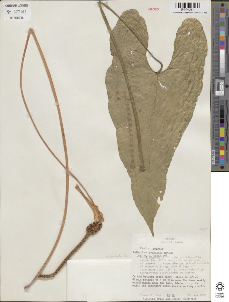 Anthurium ocotepecense photo 2