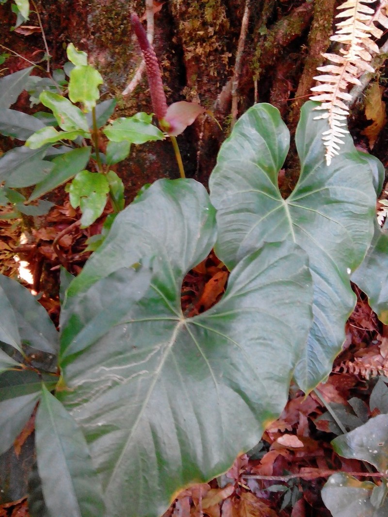 Anthurium ocotepecense