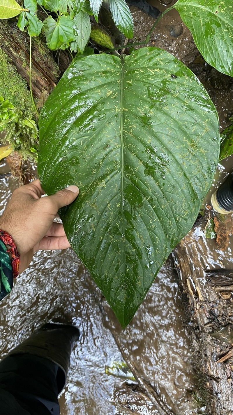 Anthurium oerstedianum