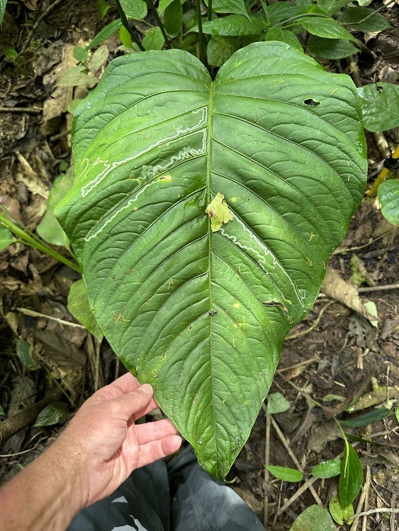 Anthurium oerstedianum photo 2