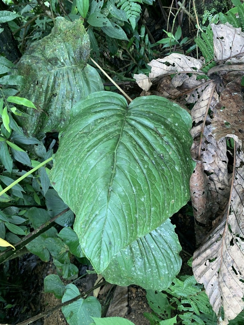 Anthurium oerstedianum photo 3