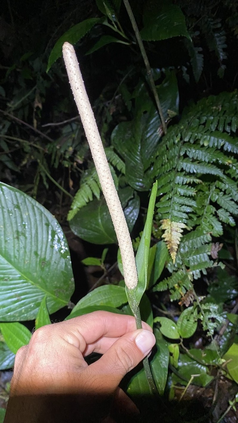 Anthurium oerstedianum photo 4
