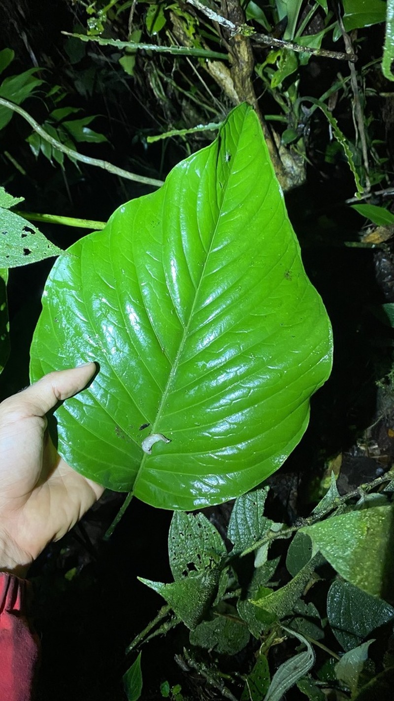 Anthurium oerstedianum photo 5