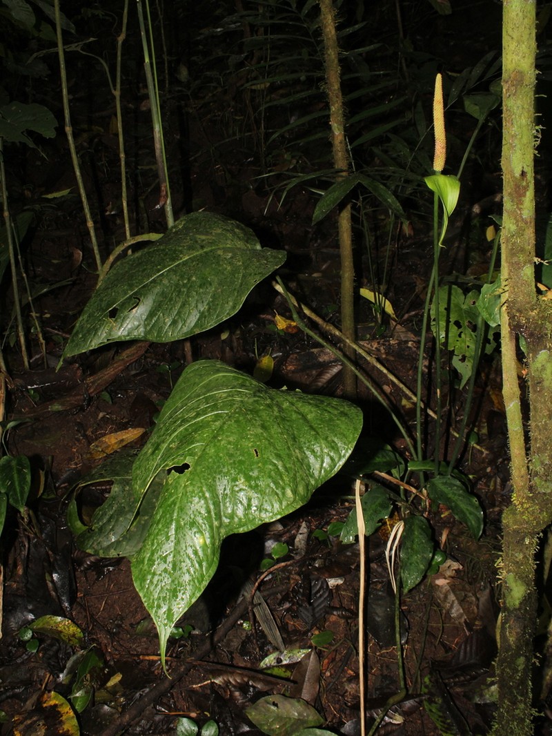 Anthurium oerstedianum photo 6