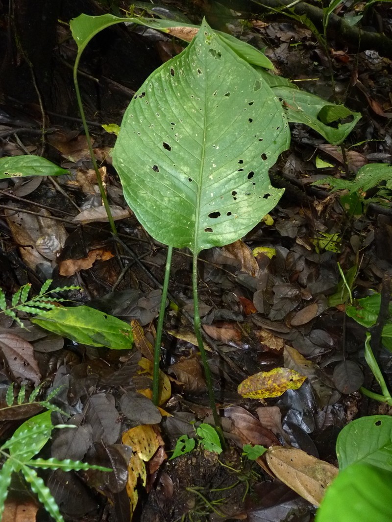 Anthurium oerstedianum photo 7