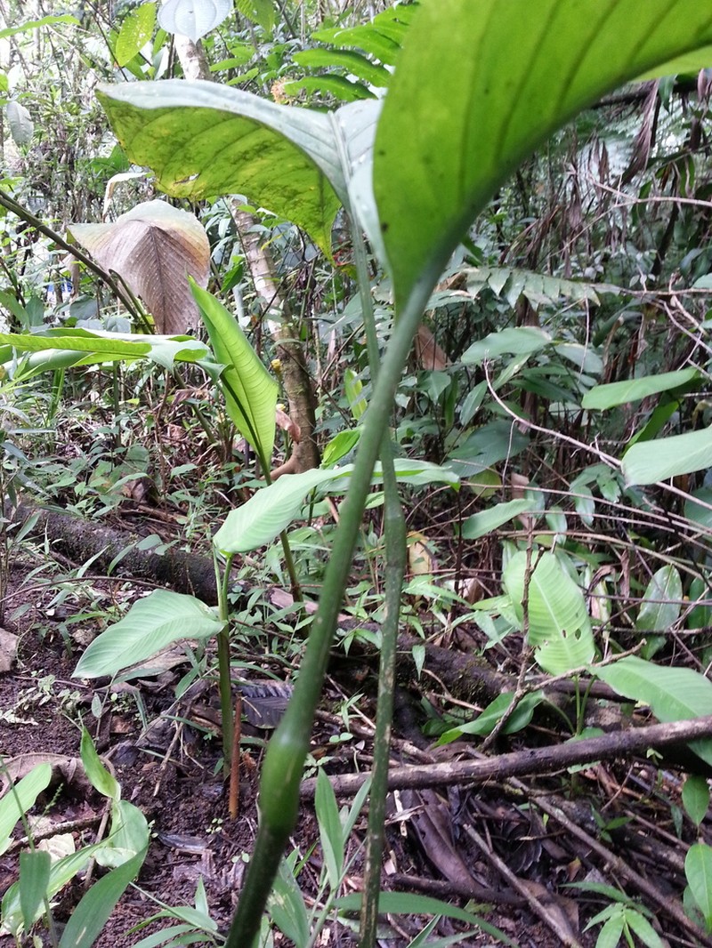 Anthurium oerstedianum photo 8