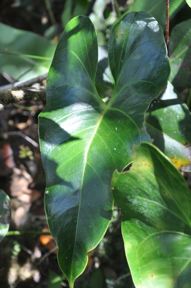 Anthurium oistophyllum