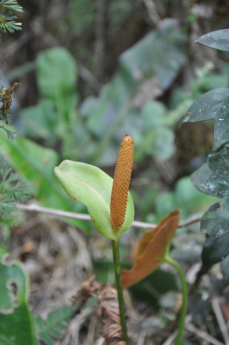 Anthurium oistophyllum photo 2