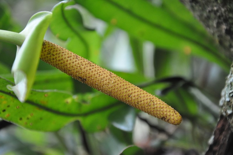 Anthurium oistophyllum photo 3