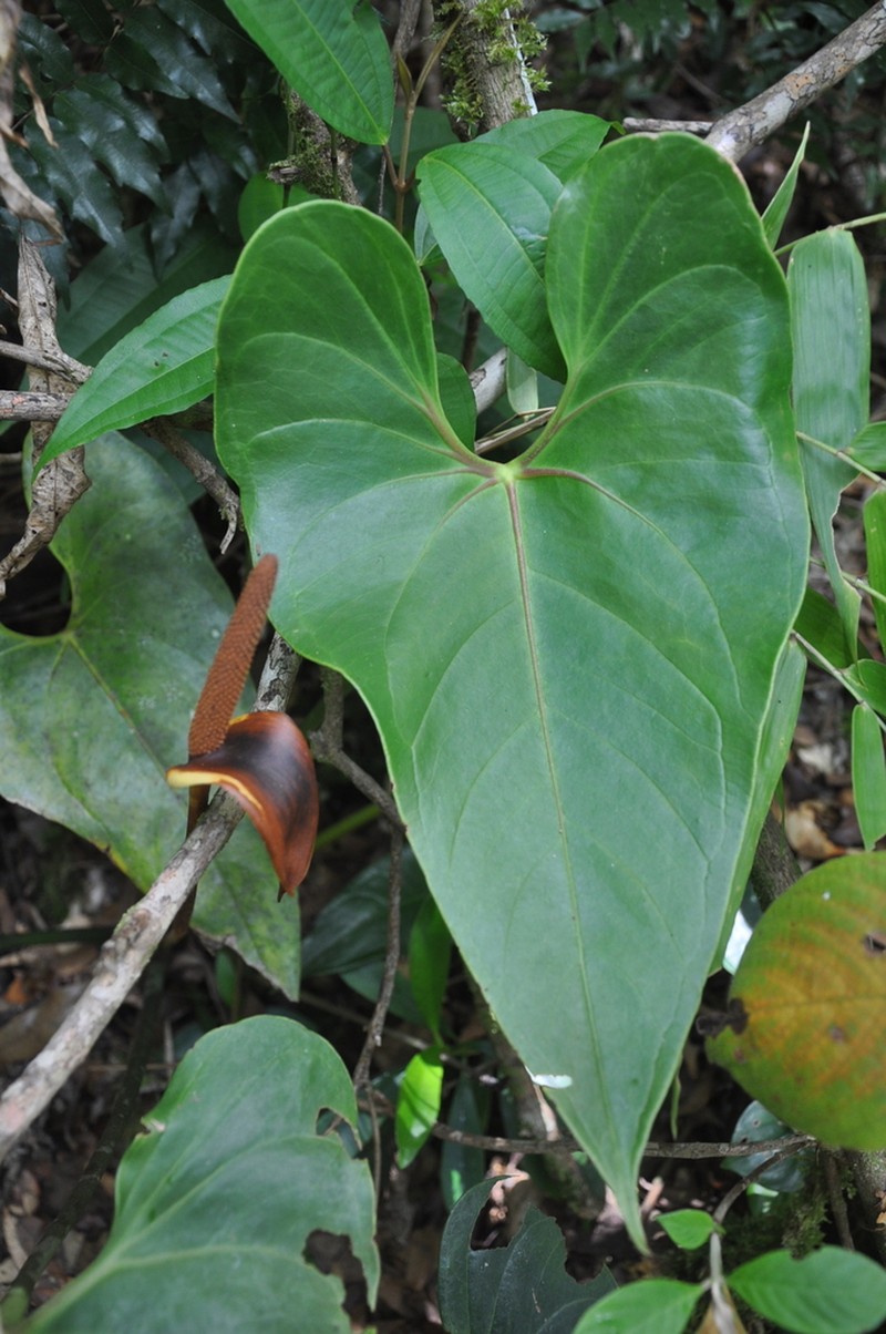 Anthurium oistophyllum photo 4