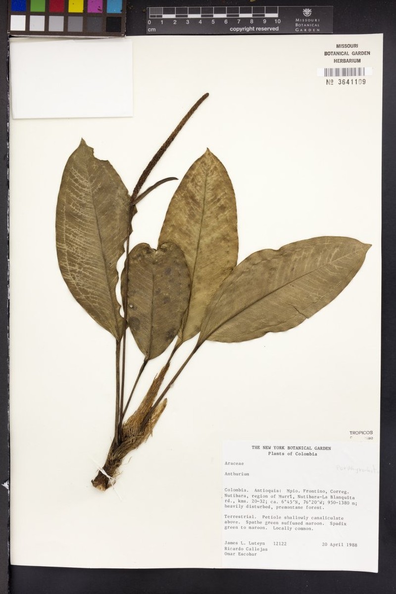 Anthurium omarescobarii