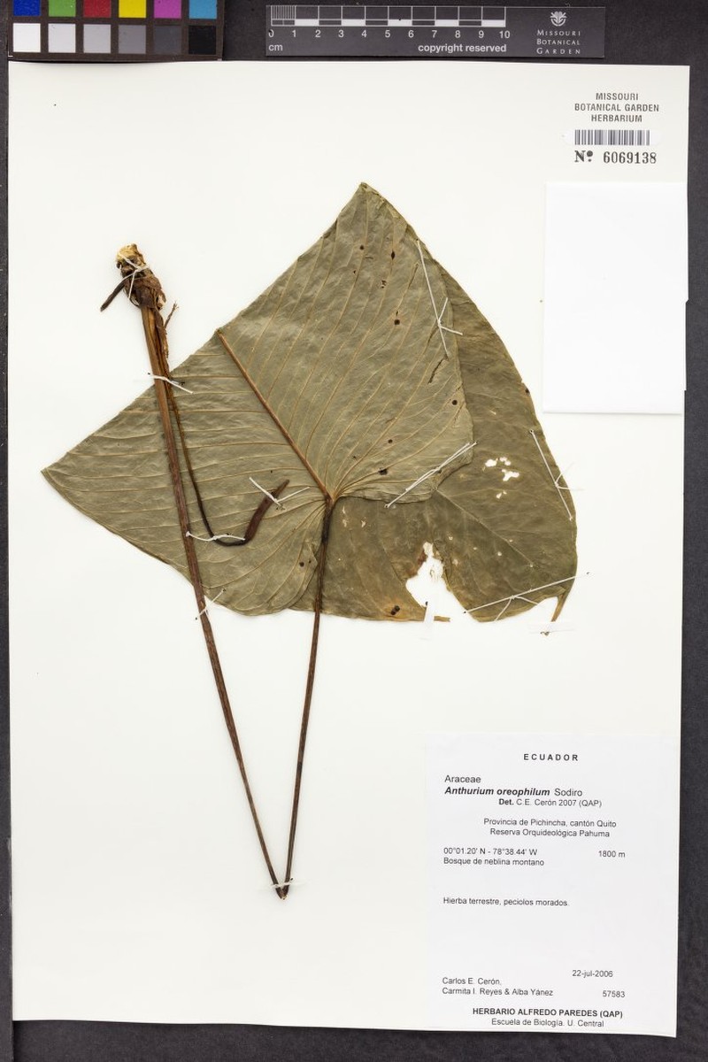 Anthurium oreophilum