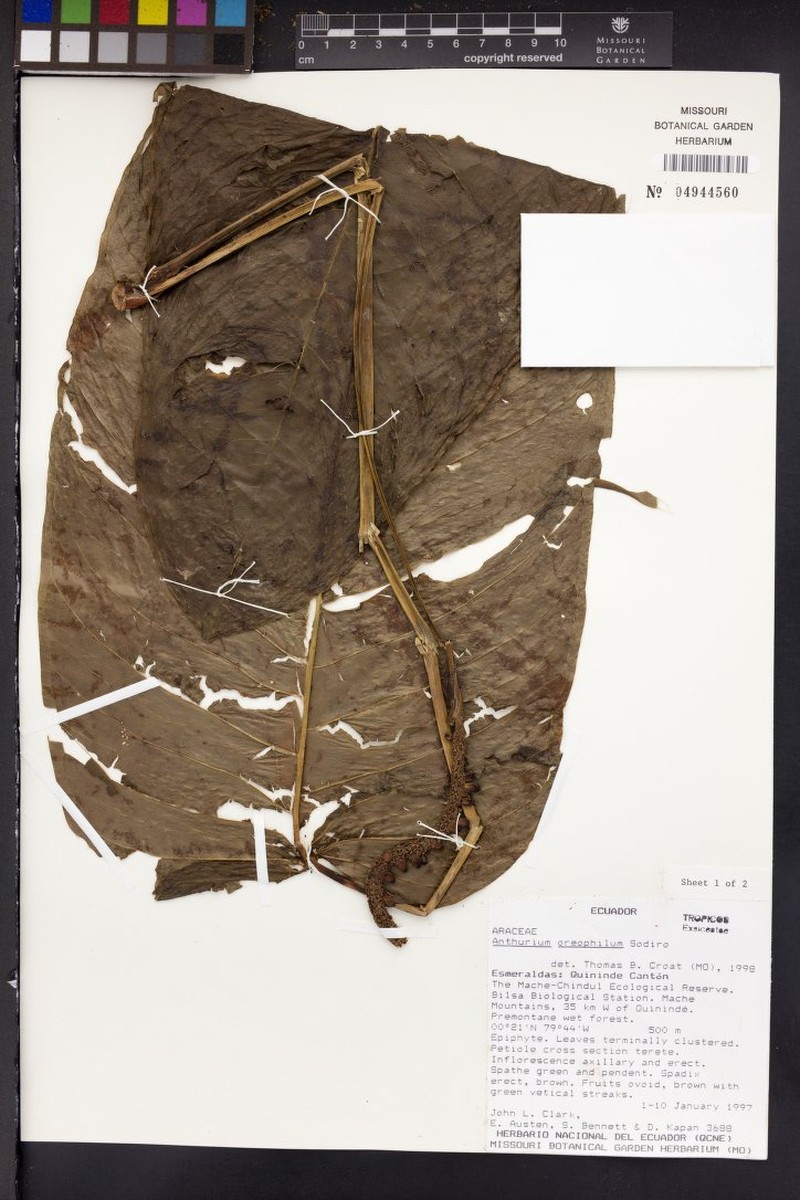 Anthurium oreophilum photo 2