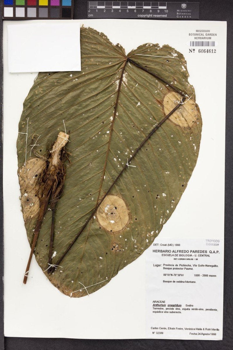 Anthurium oreophilum photo 3