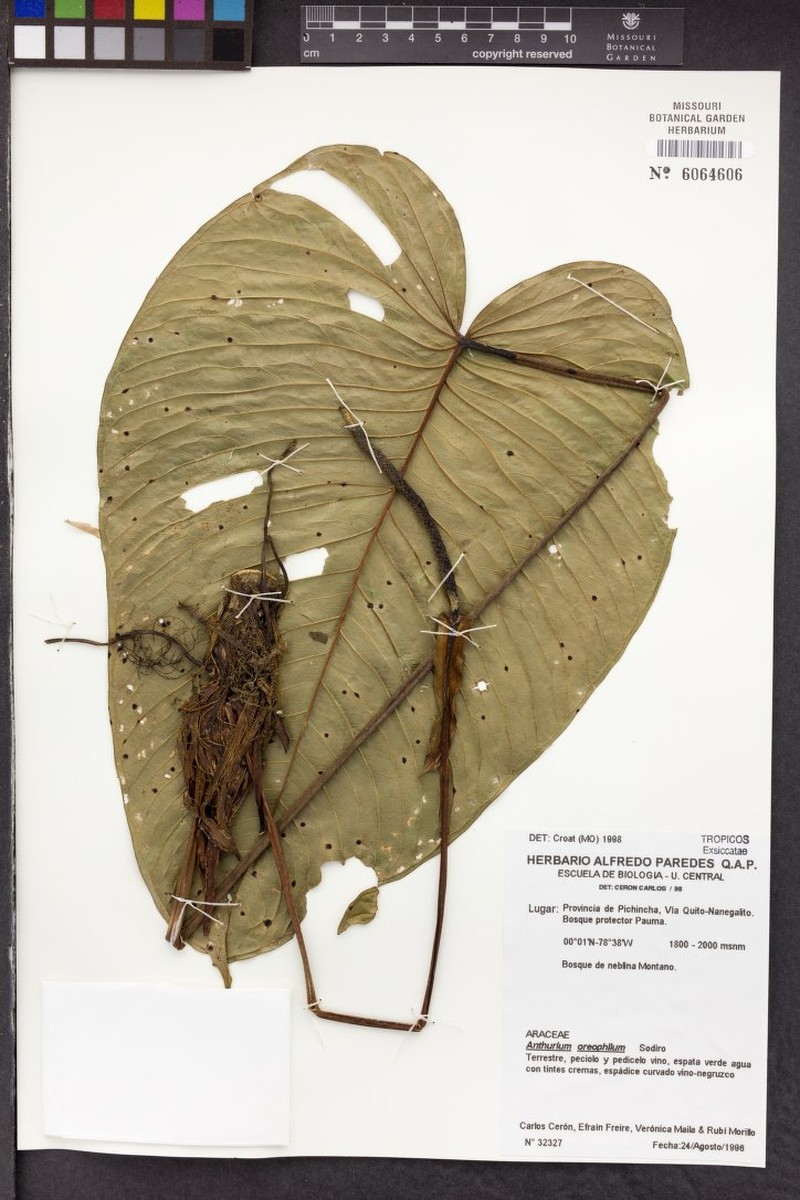 Anthurium oreophilum photo 4