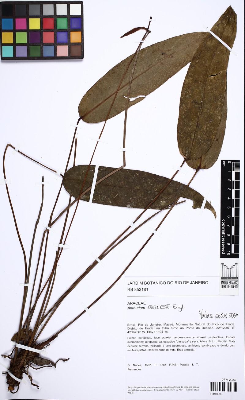Anthurium organense photo 2