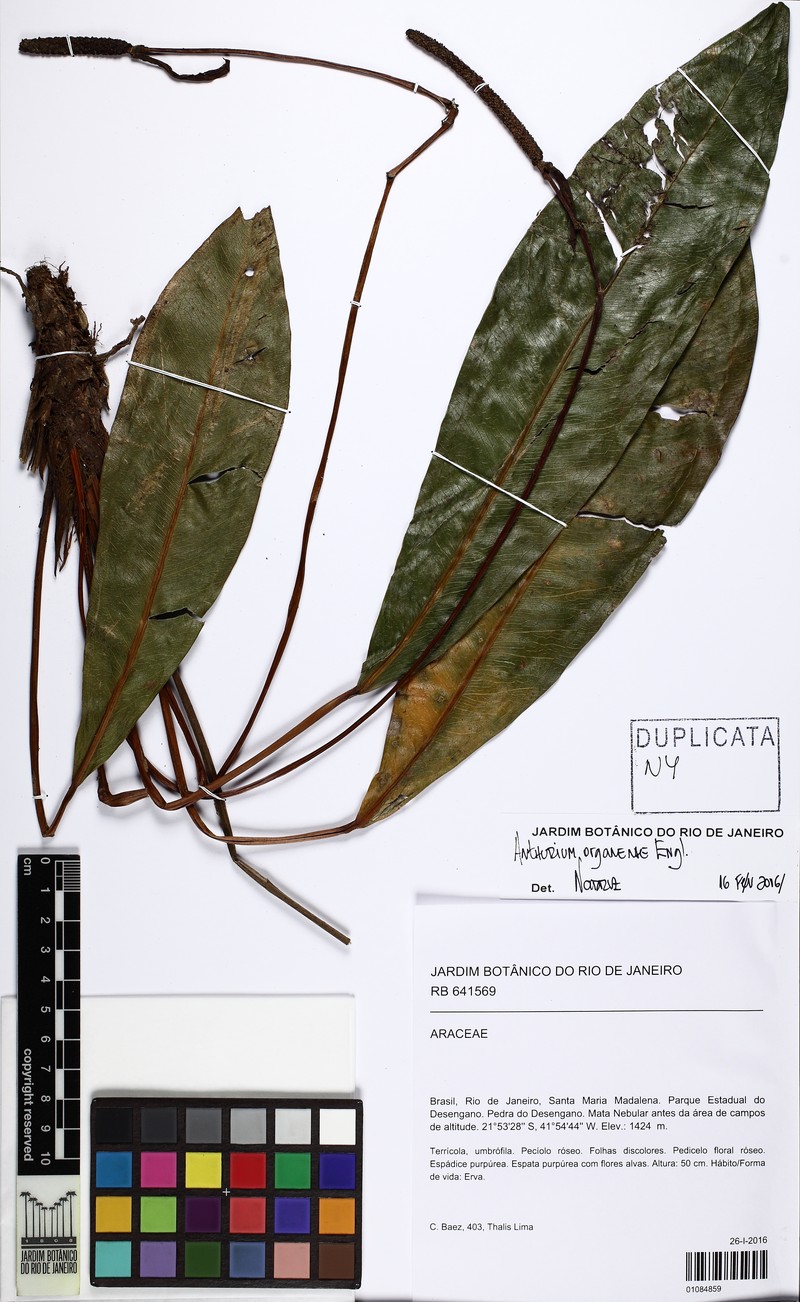 Anthurium organense photo 3