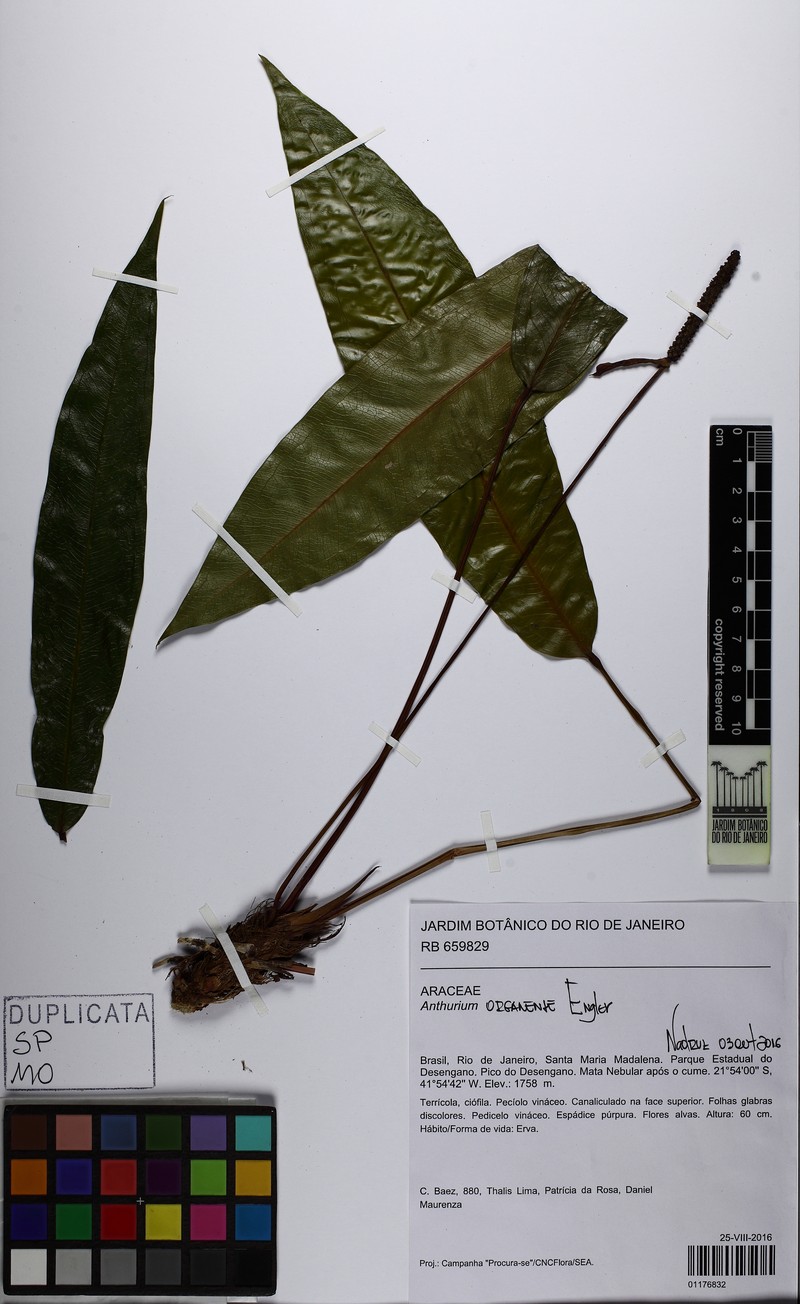 Anthurium organense photo 4