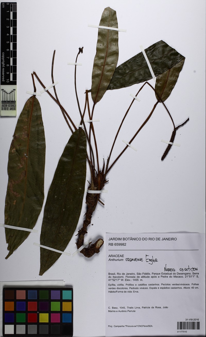 Anthurium organense photo 5