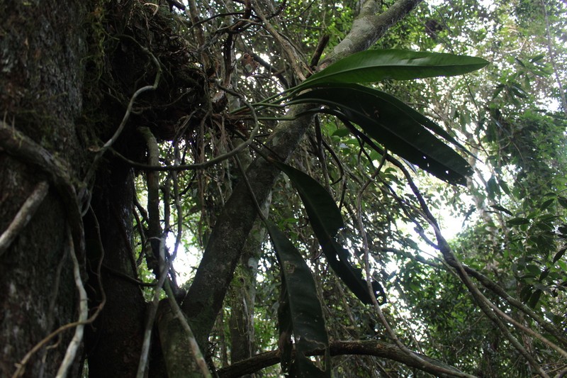 Anthurium organense