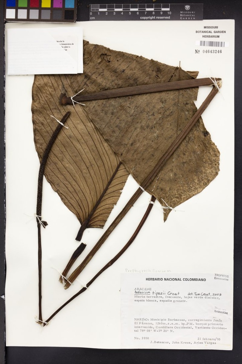 Anthurium ortizii