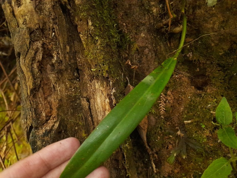 Anthurium ottonis photo 3