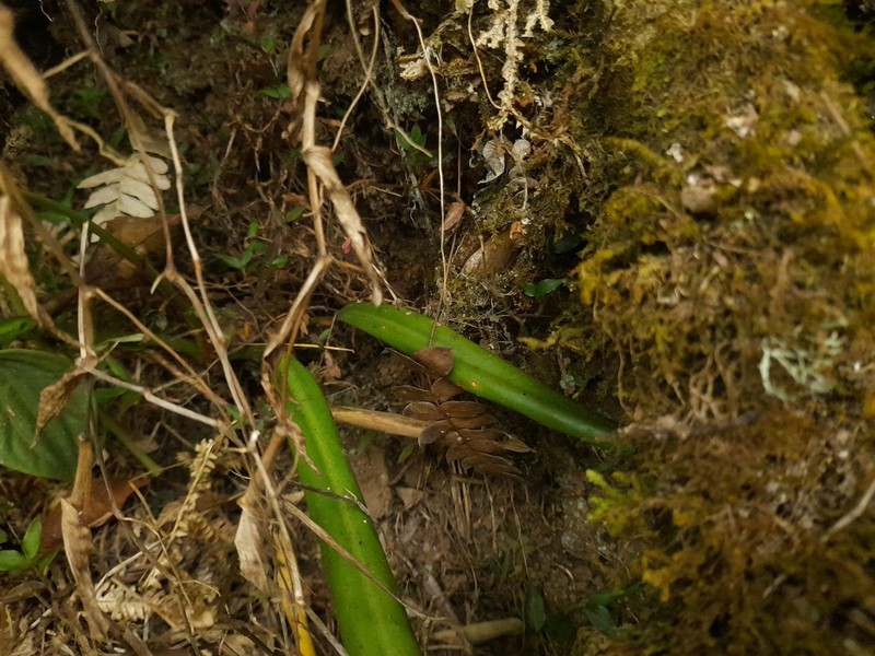 Anthurium ottonis photo 4