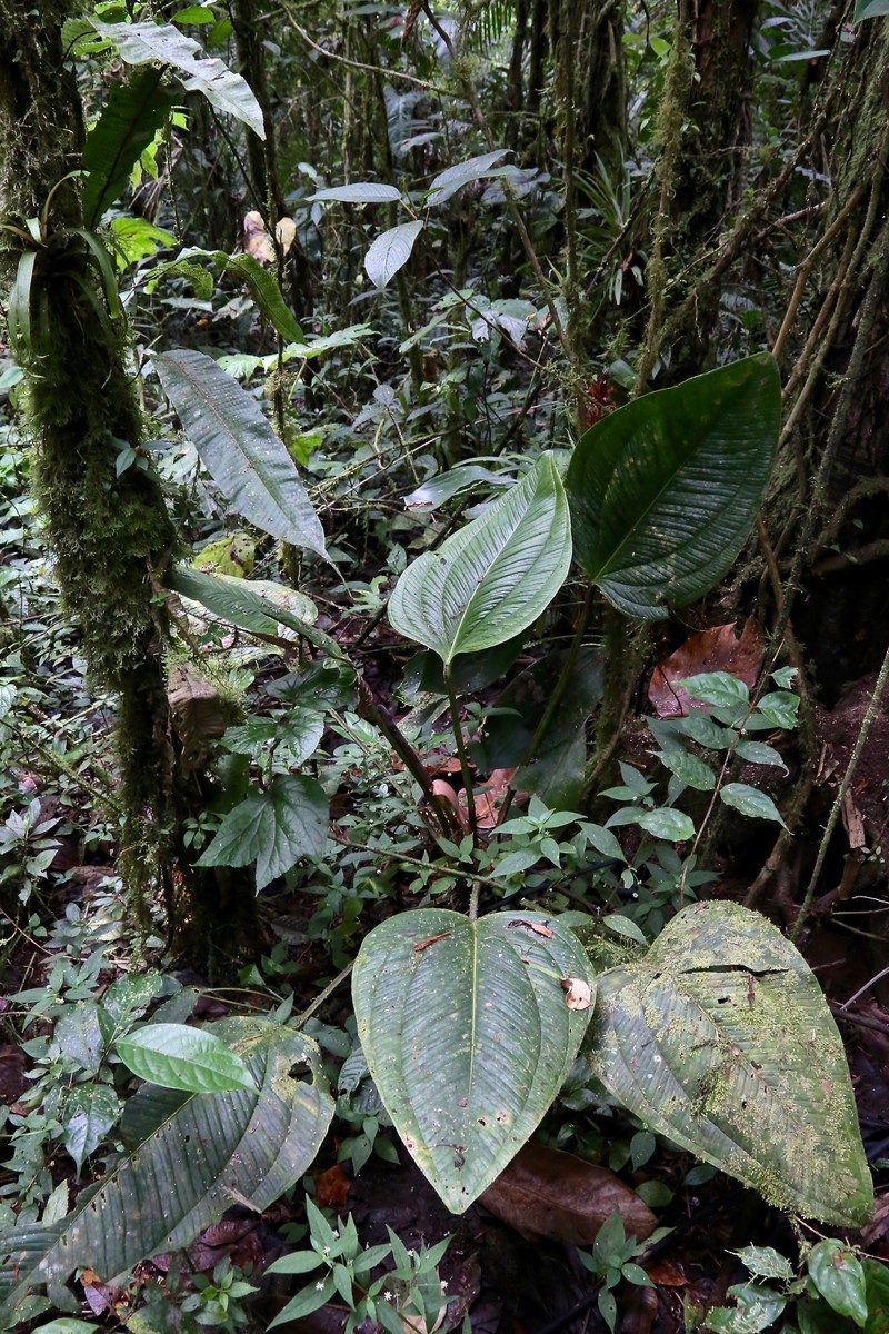 Anthurium ovatifolium