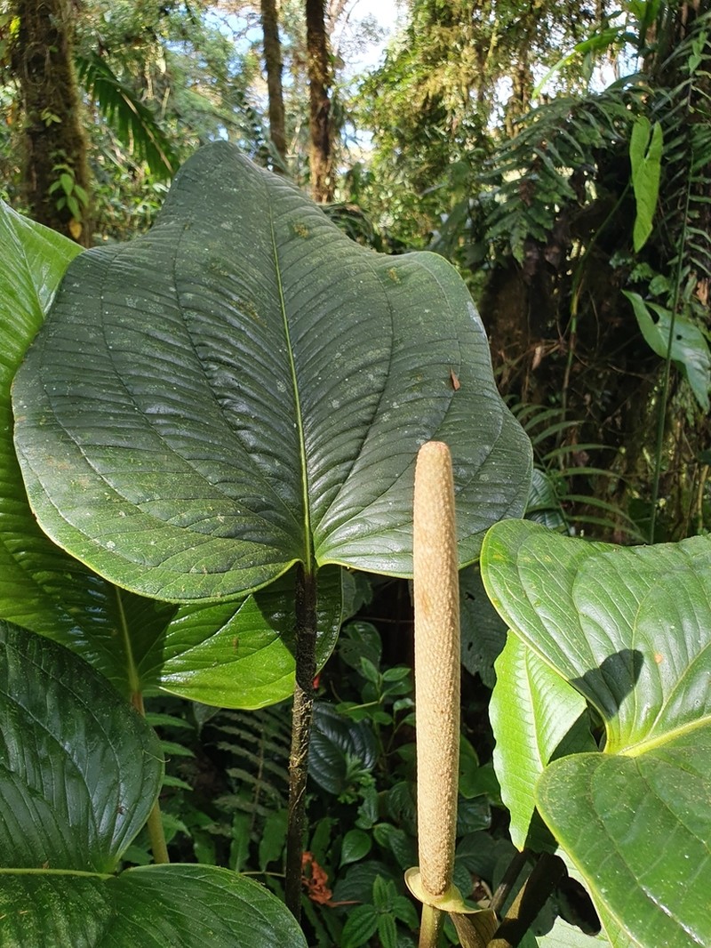 Anthurium ovatifolium photo 2