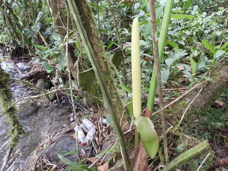 Anthurium ovatifolium photo 3