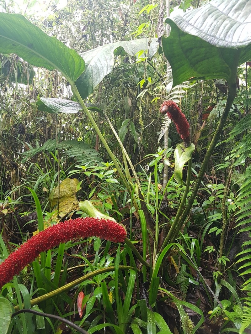Anthurium ovatifolium photo 4
