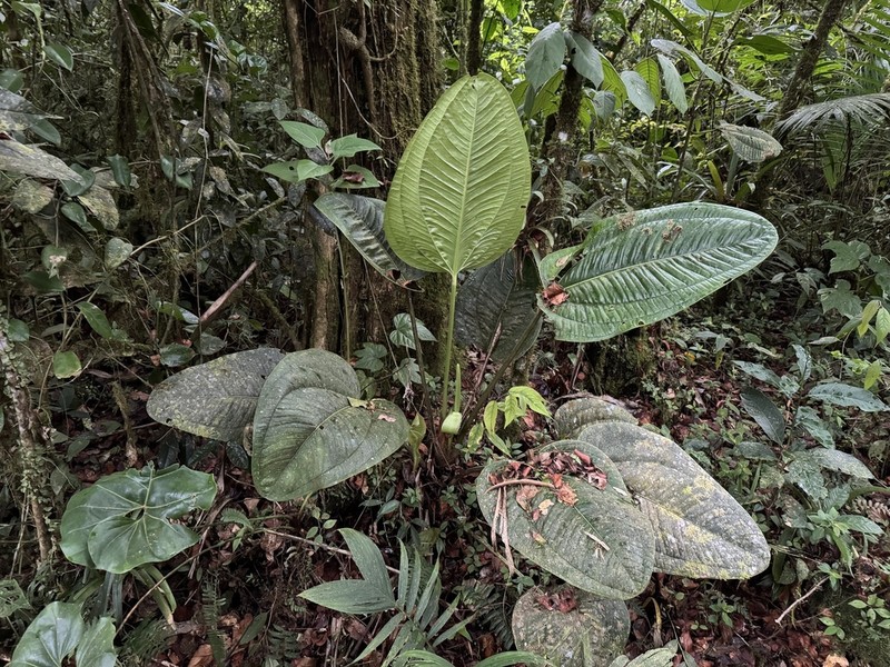 Anthurium ovatifolium photo 5