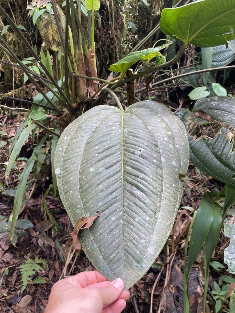 Anthurium ovatifolium photo 6