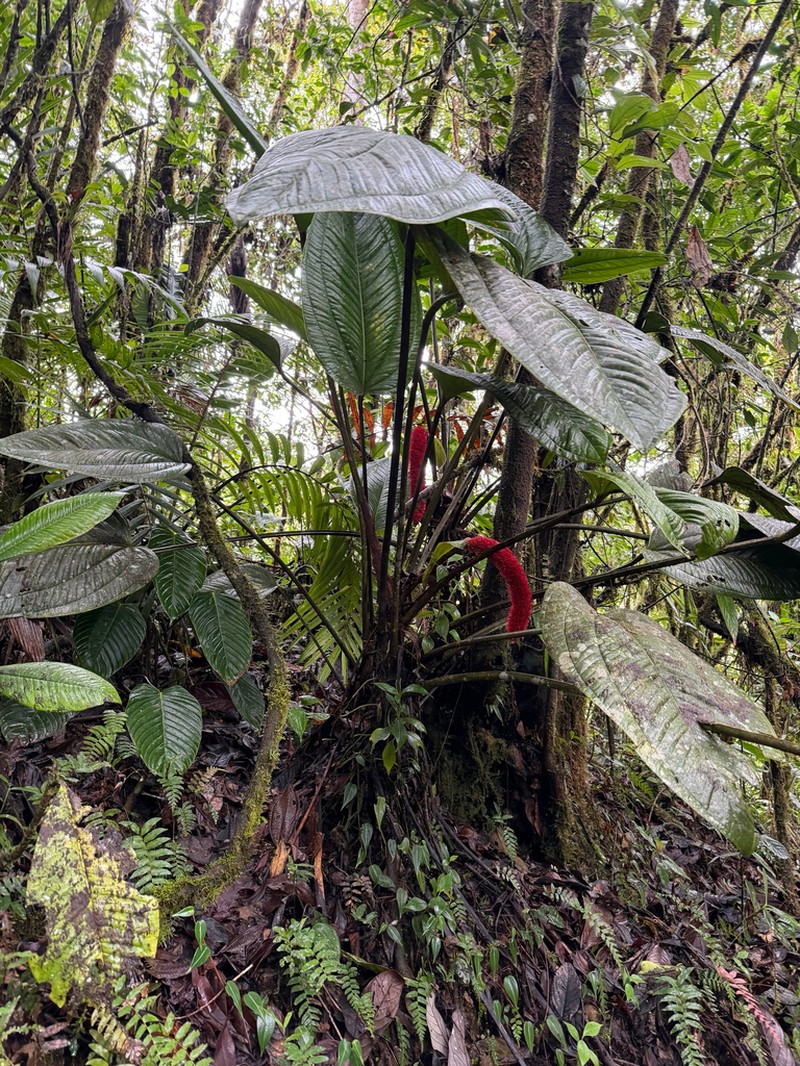 Anthurium ovatifolium photo 7