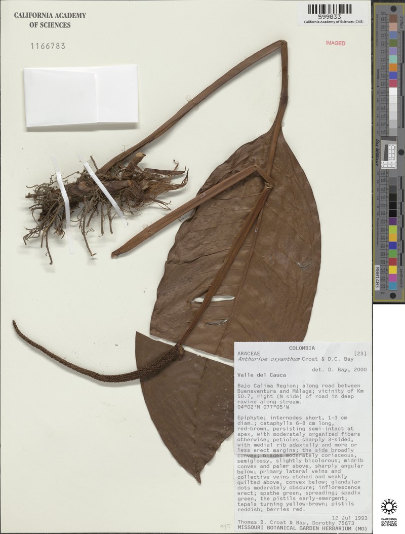 Anthurium oxyanthum