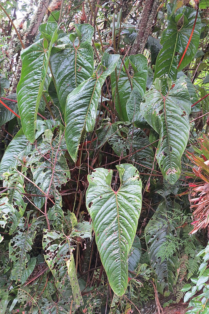 Anthurium oxybelium