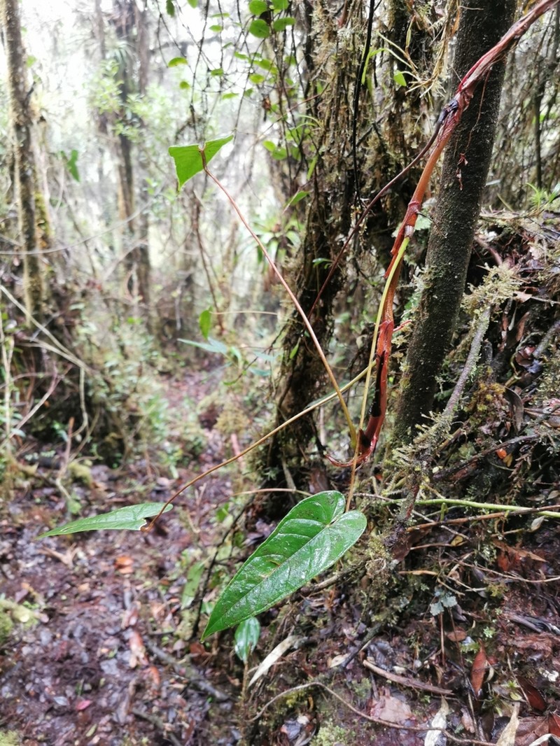 Anthurium oxybelium photo 2